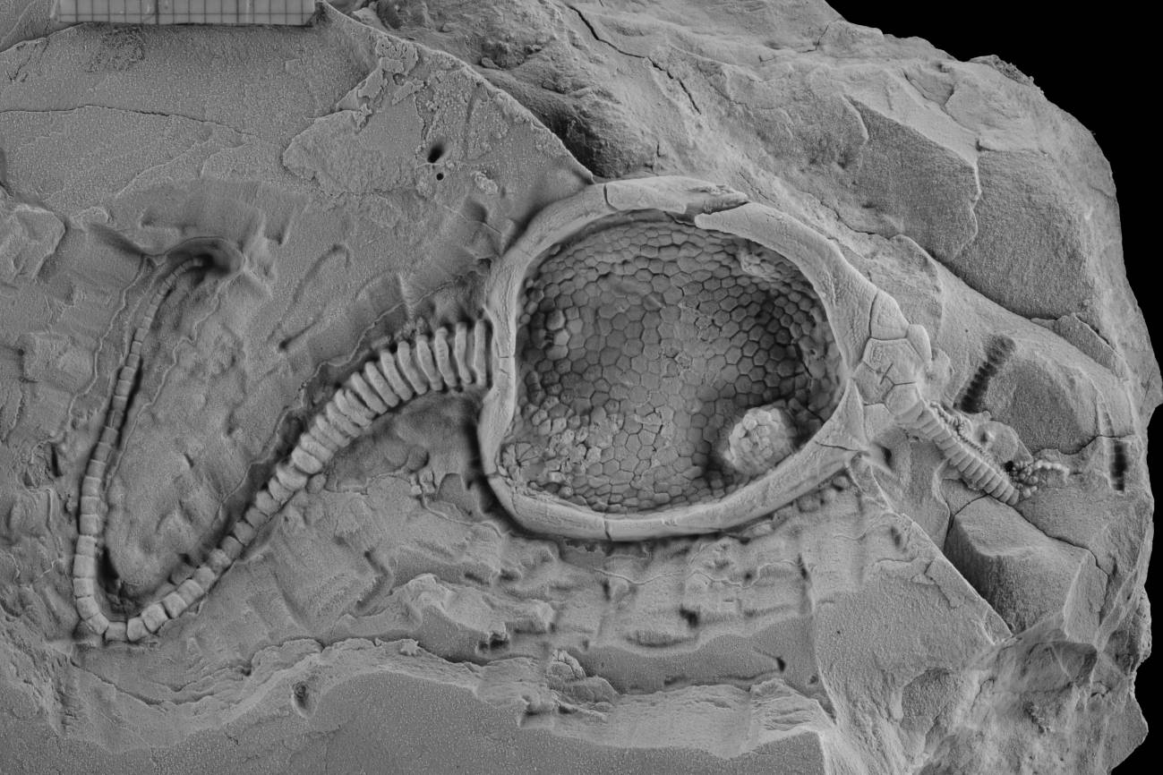 Equinodermo extinto durante el Paleozoico