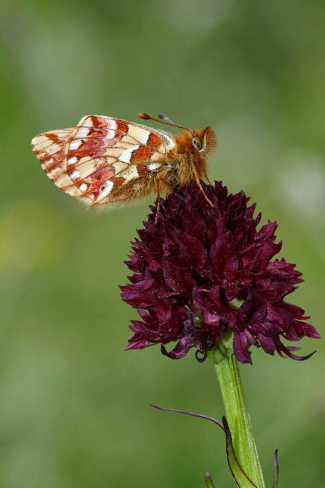 Crean una plataforma digital que divulga la biodiversidad española