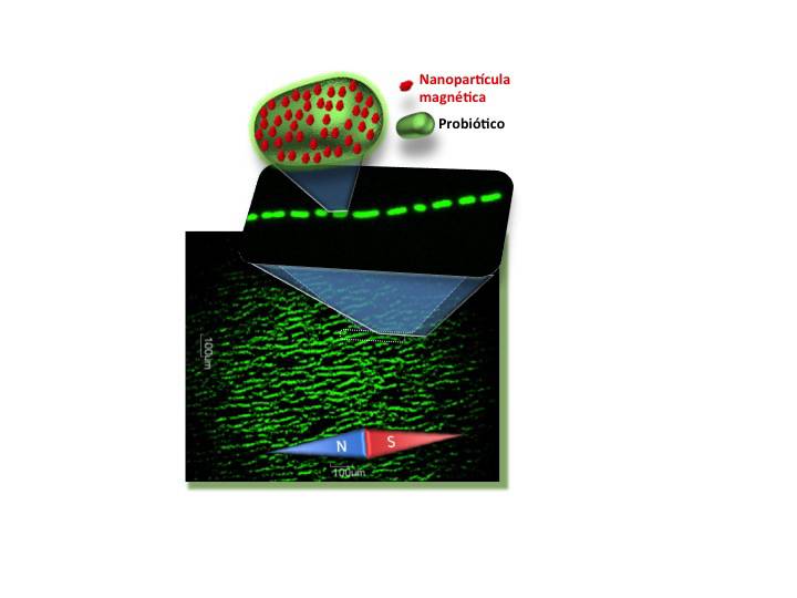 Las bacterias magnéticas artificiales son bacterias probióticas rodeadas de miles de nanopartículas magnéticas de óxido de hierro. Estas bacterias son imanes vivos que se alinean siguiendo un campo magnético externo. Esto hace que tengan muchas aplicaciones como fármacos magnéticos en Medicina.  