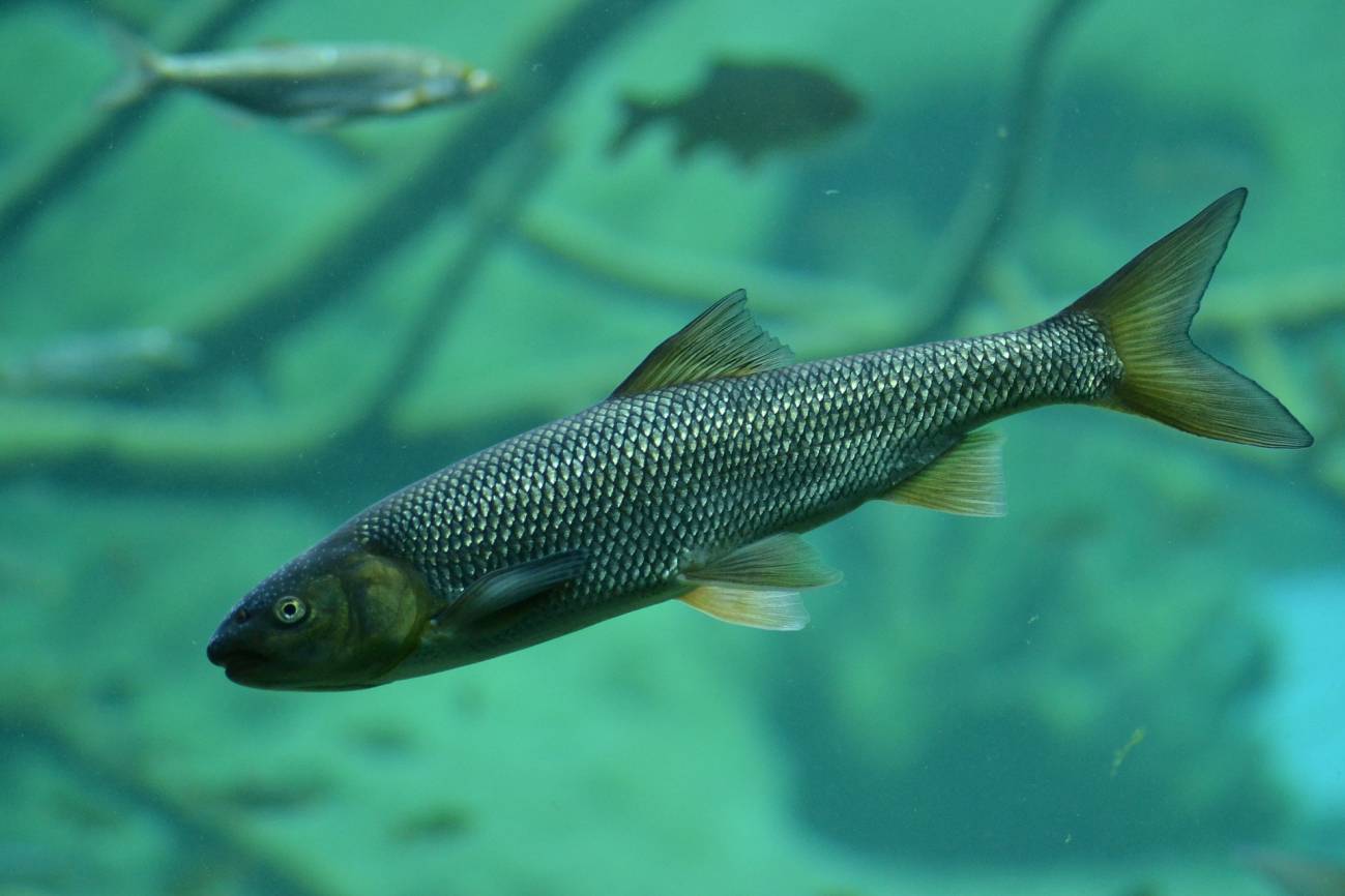 Cuando los peces invasores son autóctonos