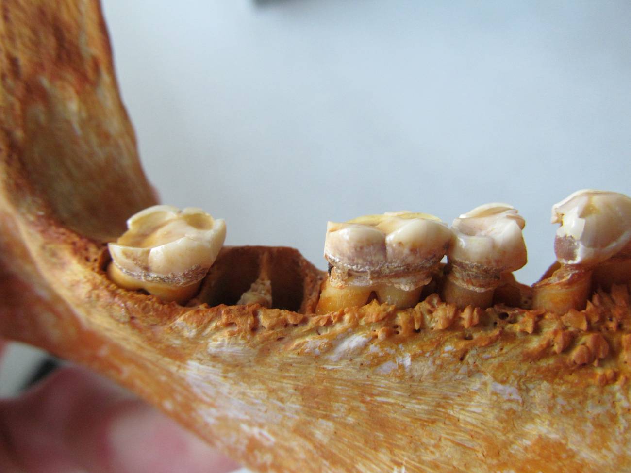 Cuando los restos de los dientes hablan del comportamiento de los primates
