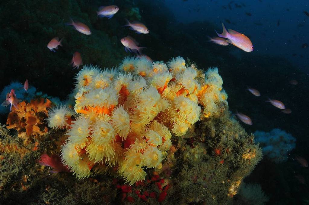 Cuatro especies de corales en peligro serán protegidas en el Mediterráneo