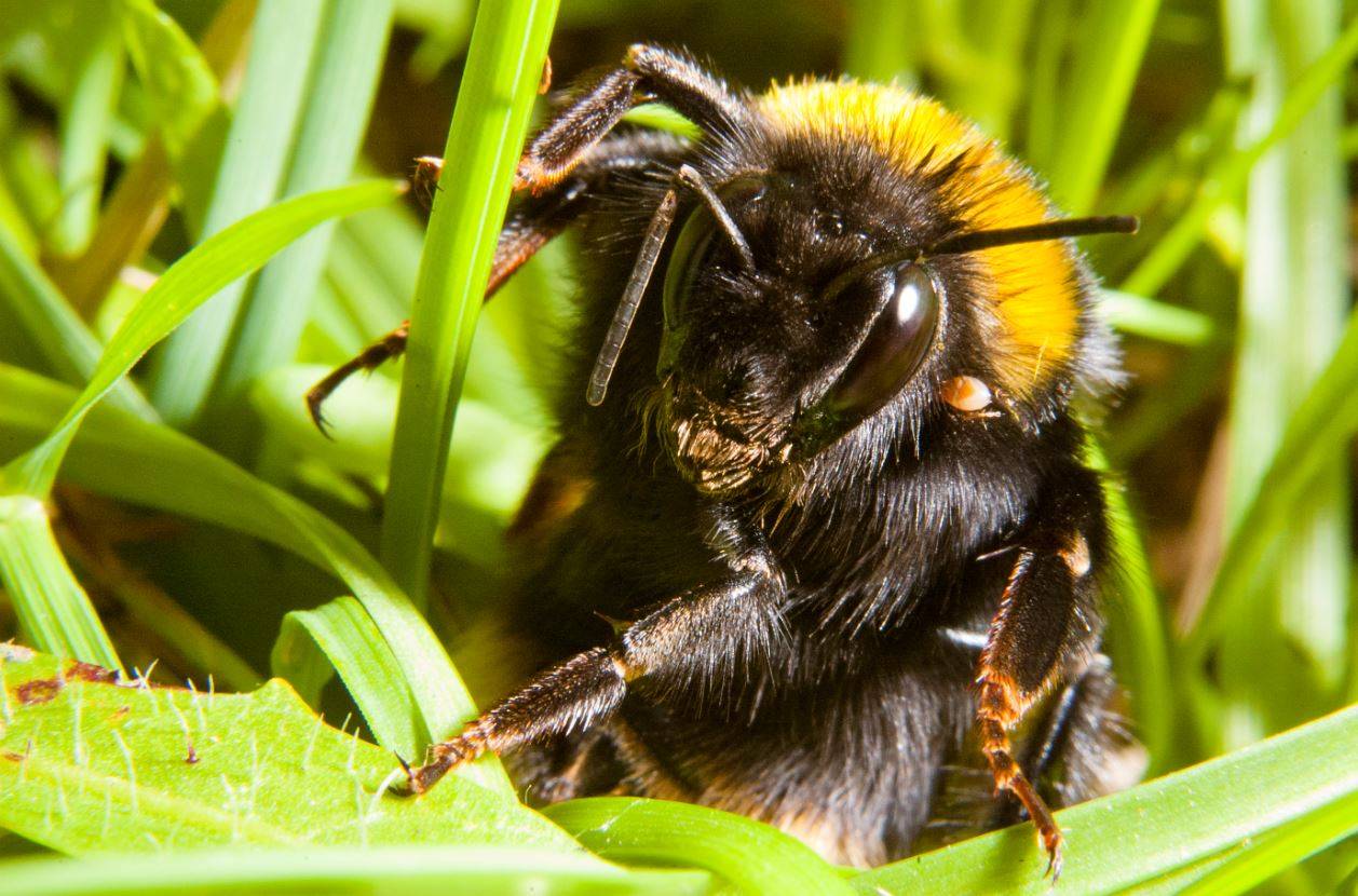 Cuidado con donde pisas esta primavera: la reina de abejorro se esconde en el suelo 