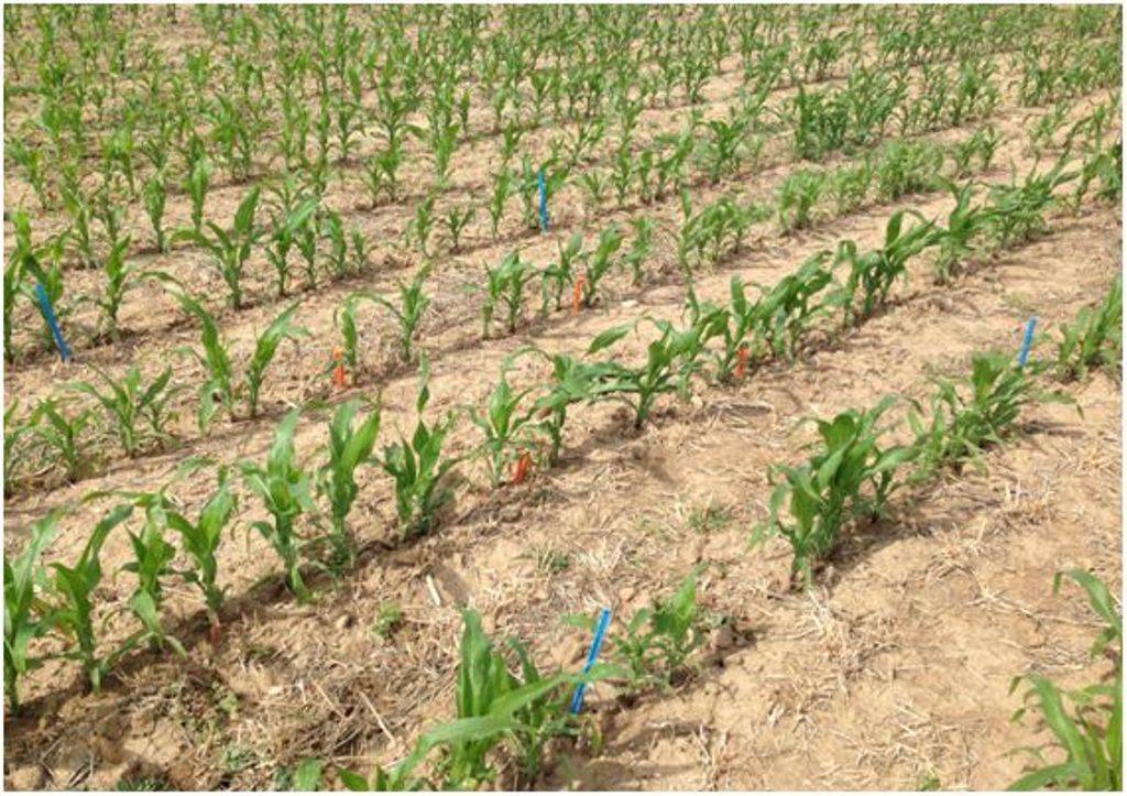 Líneas de maíz y restos vegetales en superficie de los cultivos cubierta sembrados en el periodo otoño-invierno. Ensayo de cultivos cubierta de larga duración (Finca La Chimenea, Aranjuez, Madrid).