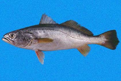 Datos moleculares revelan la historia evolutiva de los peces costeros del género Cynoscion