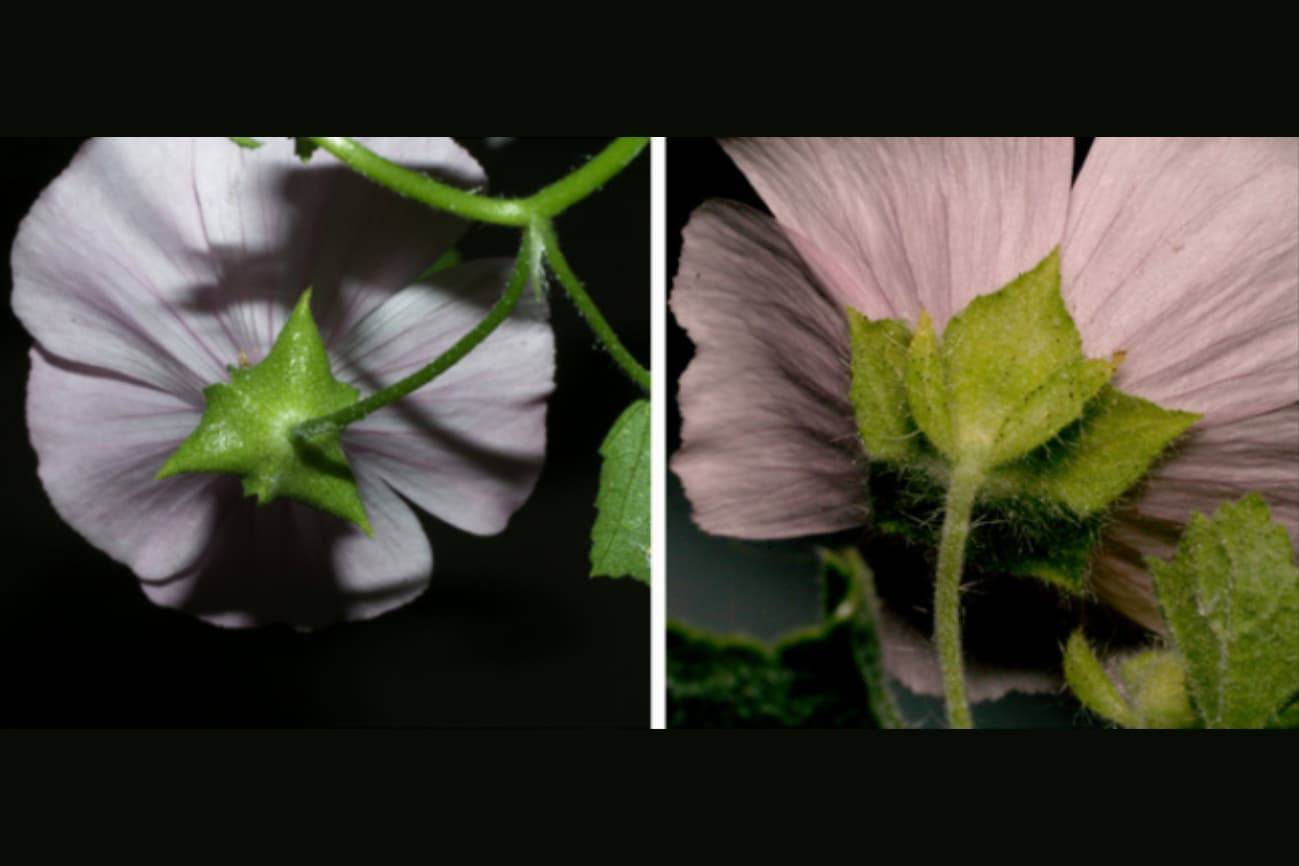 Lavatera trimestris (izquierda) y Malva hispanica (derecha).