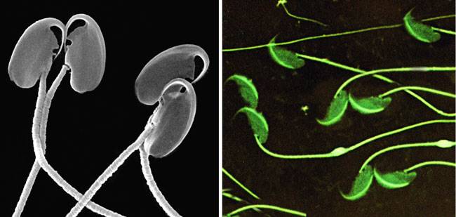Demasiada competencia empeora la calidad del semen
