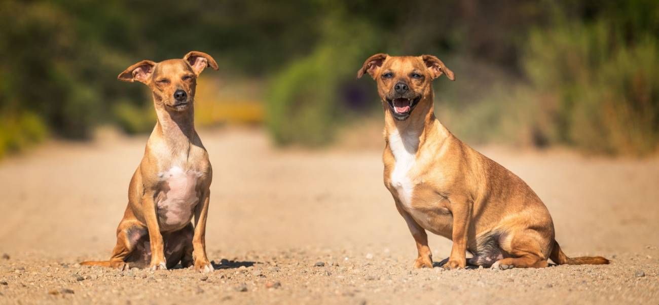 dos perros mirando la cámara
