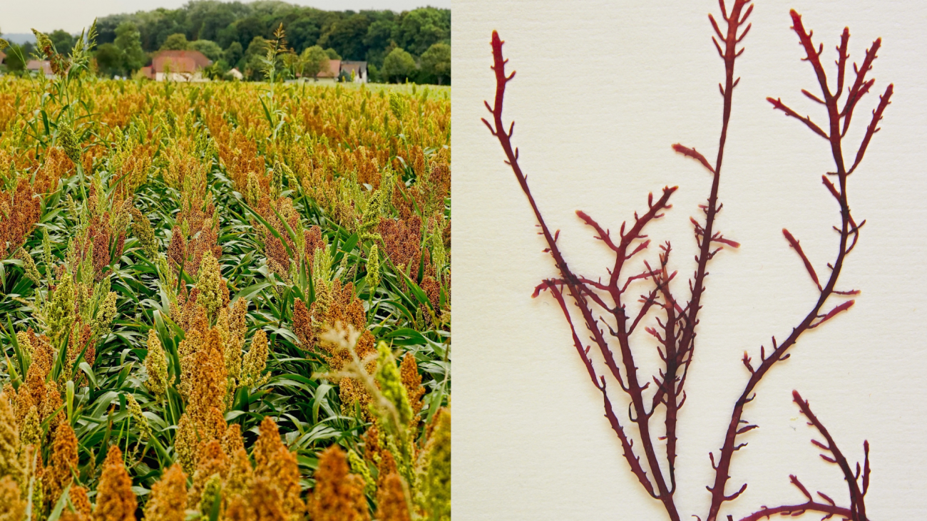 Imagen de un cultivo de sorgo y del alga roja Gelidiun corneum
