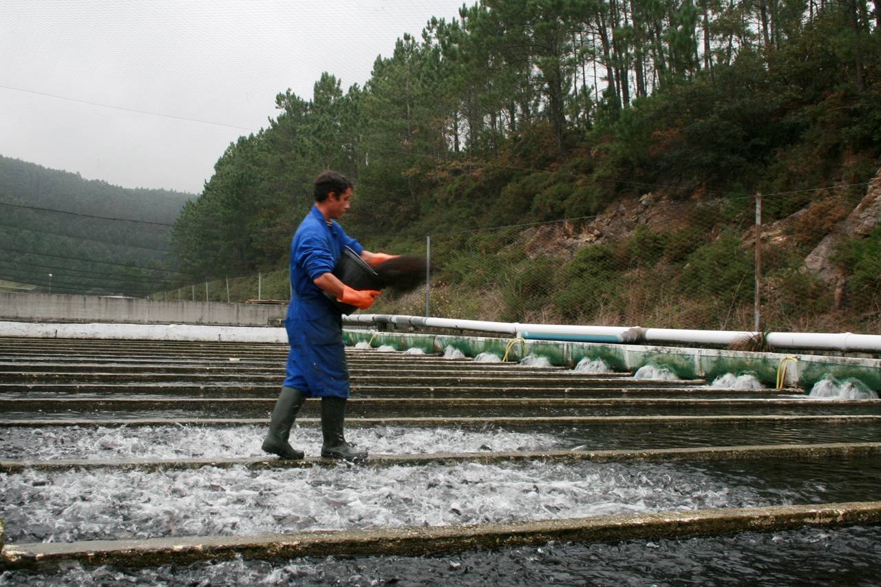 Desarrollan la primera vacuna oral altamente eficaz para acuicultura