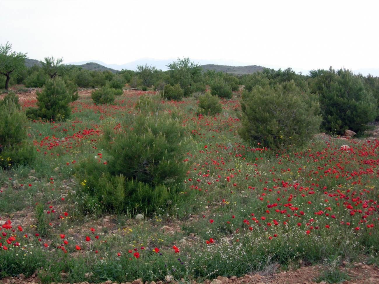 Desarrollan técnicas de forestación de tierras agrarias de países mediterráneos más eficaces para el crecimiento de las plantas