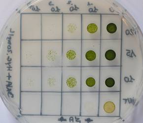 Microalgas. Imagen: Fundación Descubre