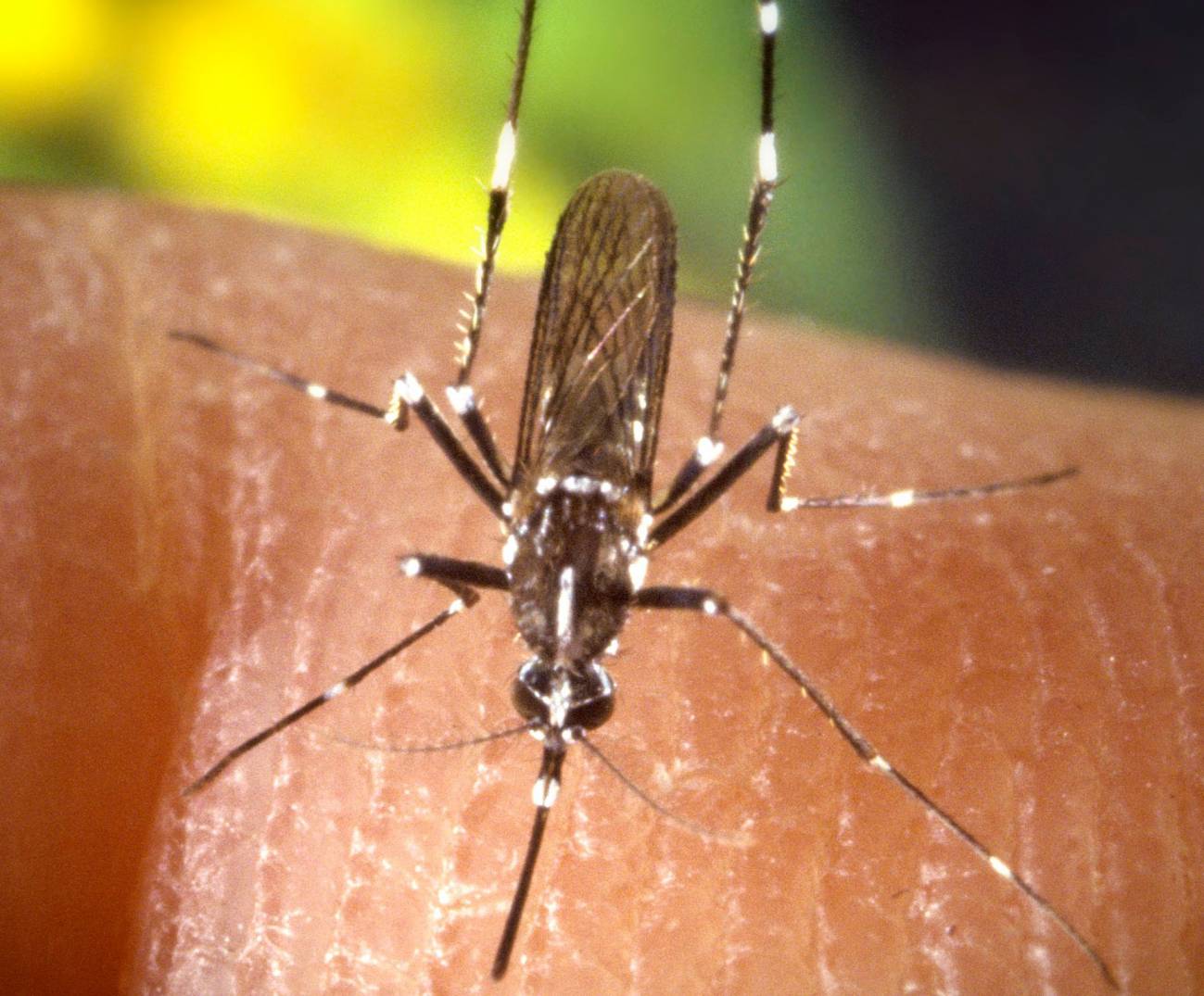 Desarrollan un prototipo de vacuna contra la artritis epidémica chikungunya