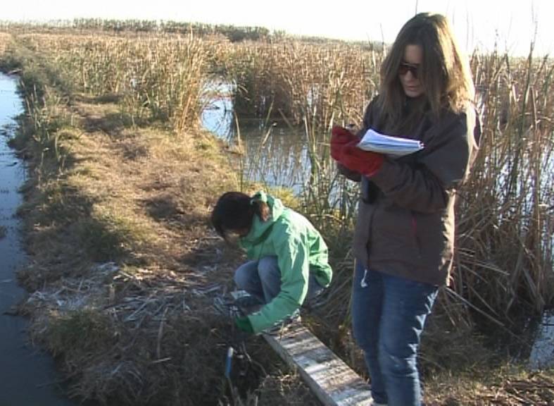 Desarrollan un proyecto para la recuperación de las aguas de la Albufera