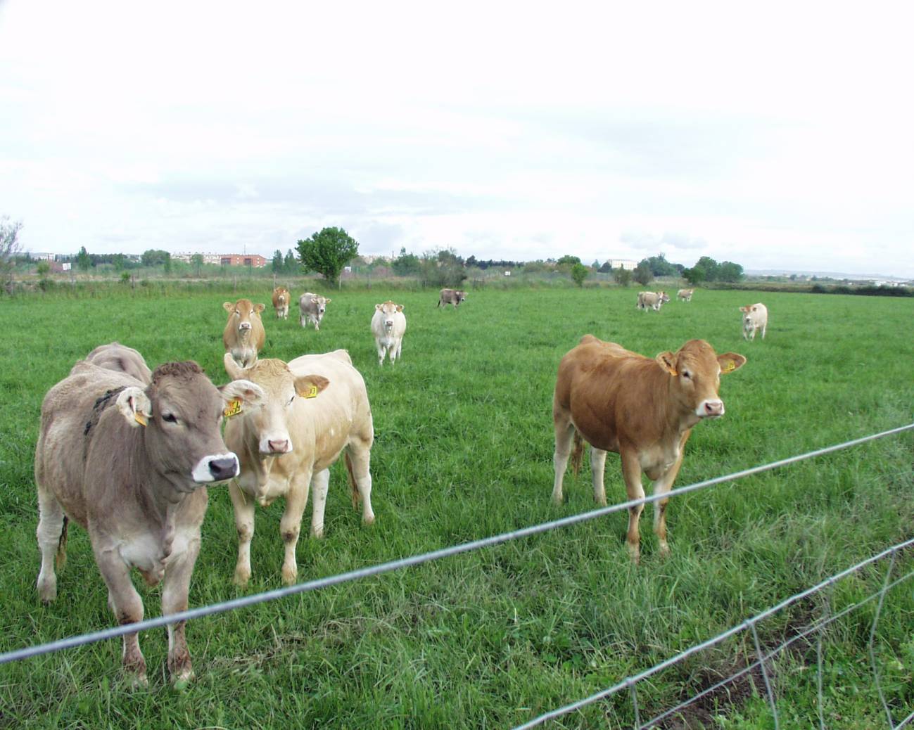 Desarrollan un Simulador para Pronosticar la Viabilidad  y Rentabilidad en las Explotaciones de Vacuno de Carne