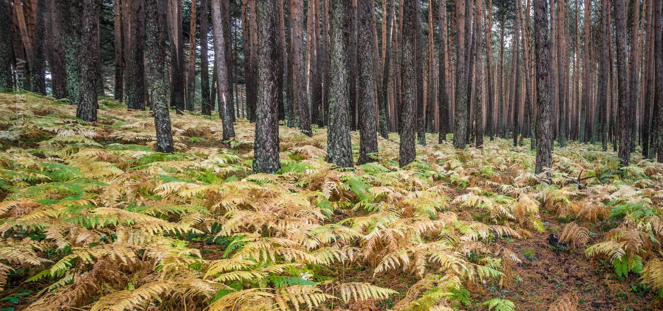 Desarrollan una herramienta para estimar el valor económico de los recursos naturales