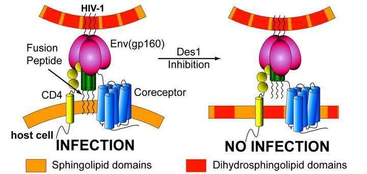Desarrollan una nueva ‘coraza’ para evitar la infección del virus del sida