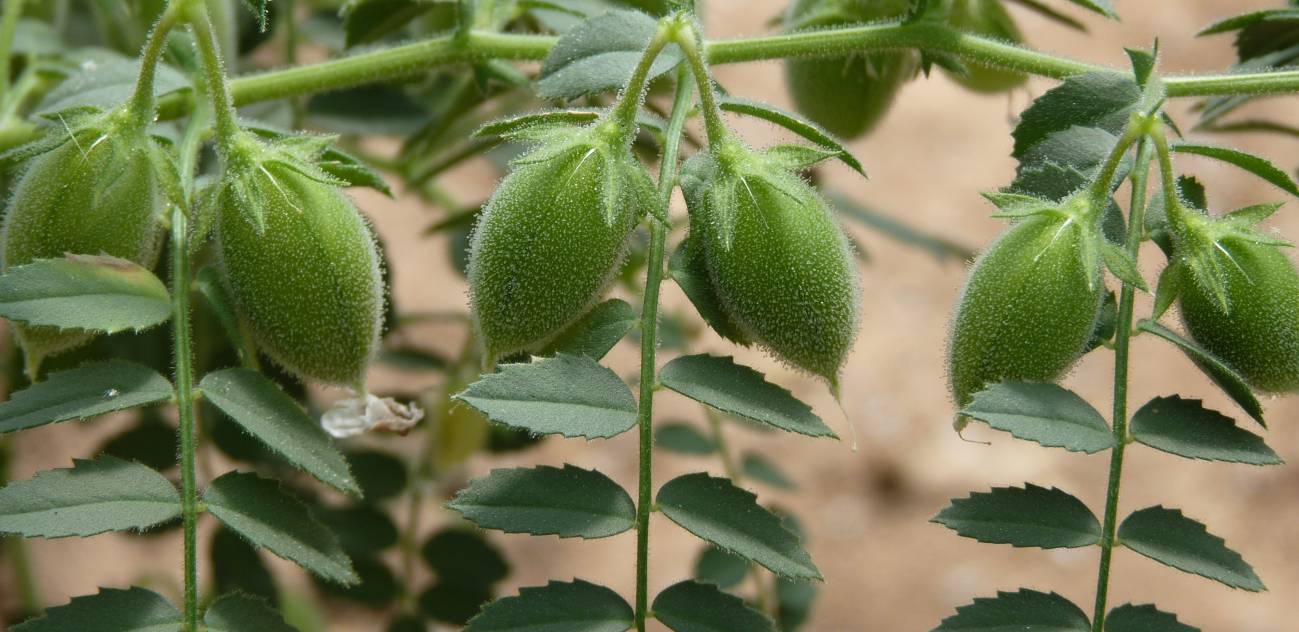 Desarrollan una nueva línea de garbanzo para mejorar su producción 
