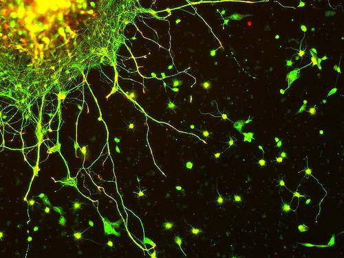 Descifran las claves del ajuste de las neuronas al tamaño corporal
