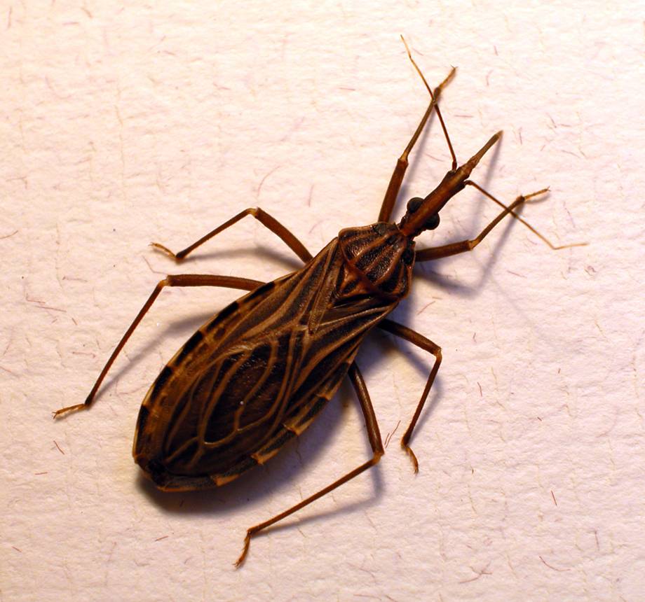 Rhodnius prolixus