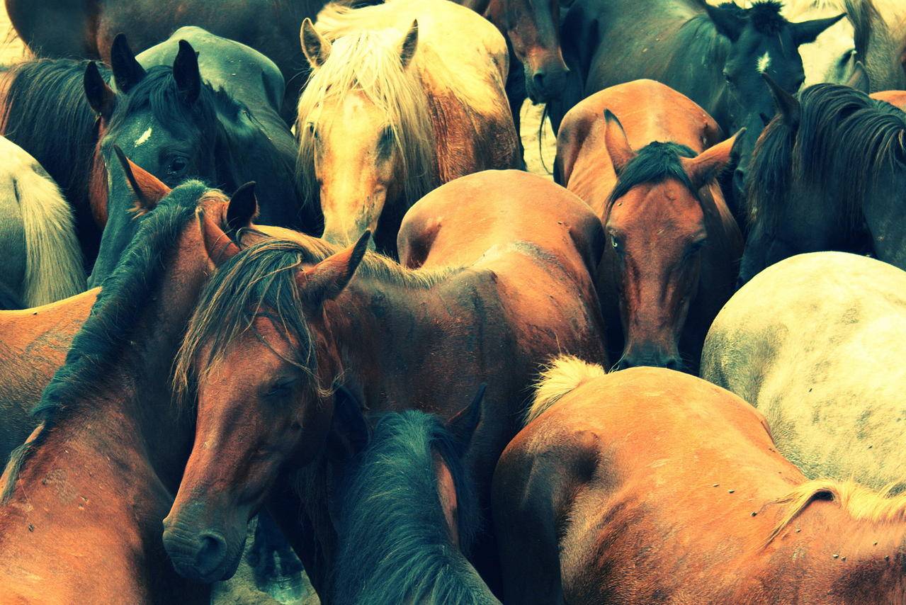Describen 35 familias de retrovirus endógenos en vacas y caballos hasta ahora desconocidas 