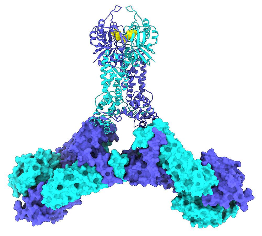 Describen cómo funciona el interruptor de las defensas CRISPR en bacterias