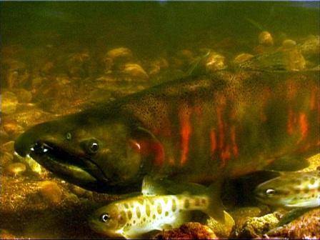 Macho salmón masu