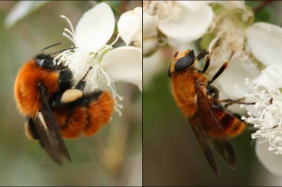 Describen en Patagonia unas moscas de las flores que imitan a abejorros