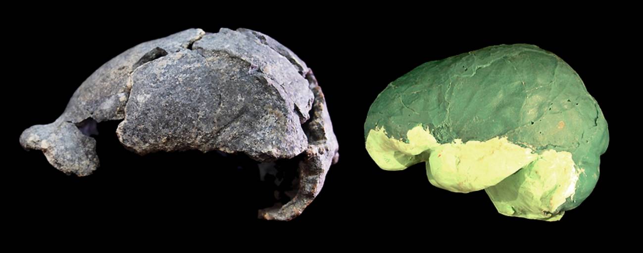  Describen la morfología cerebral de un ‘Homo erectus’, que no difiere demasiado de la humana