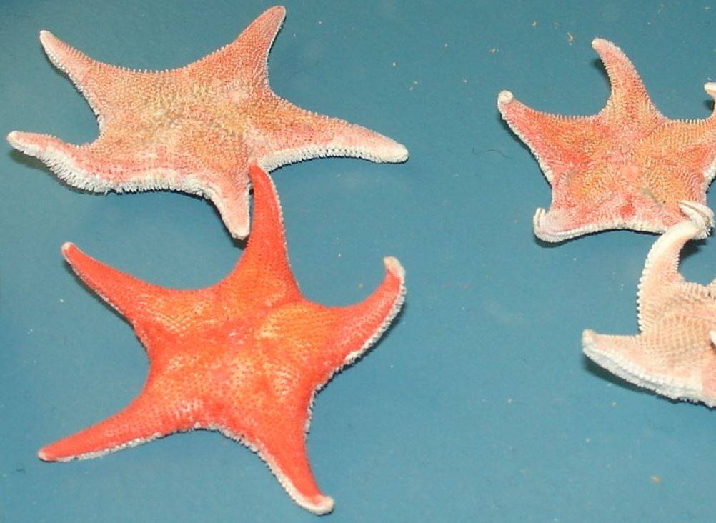 Estrella de mar Odontaster validus