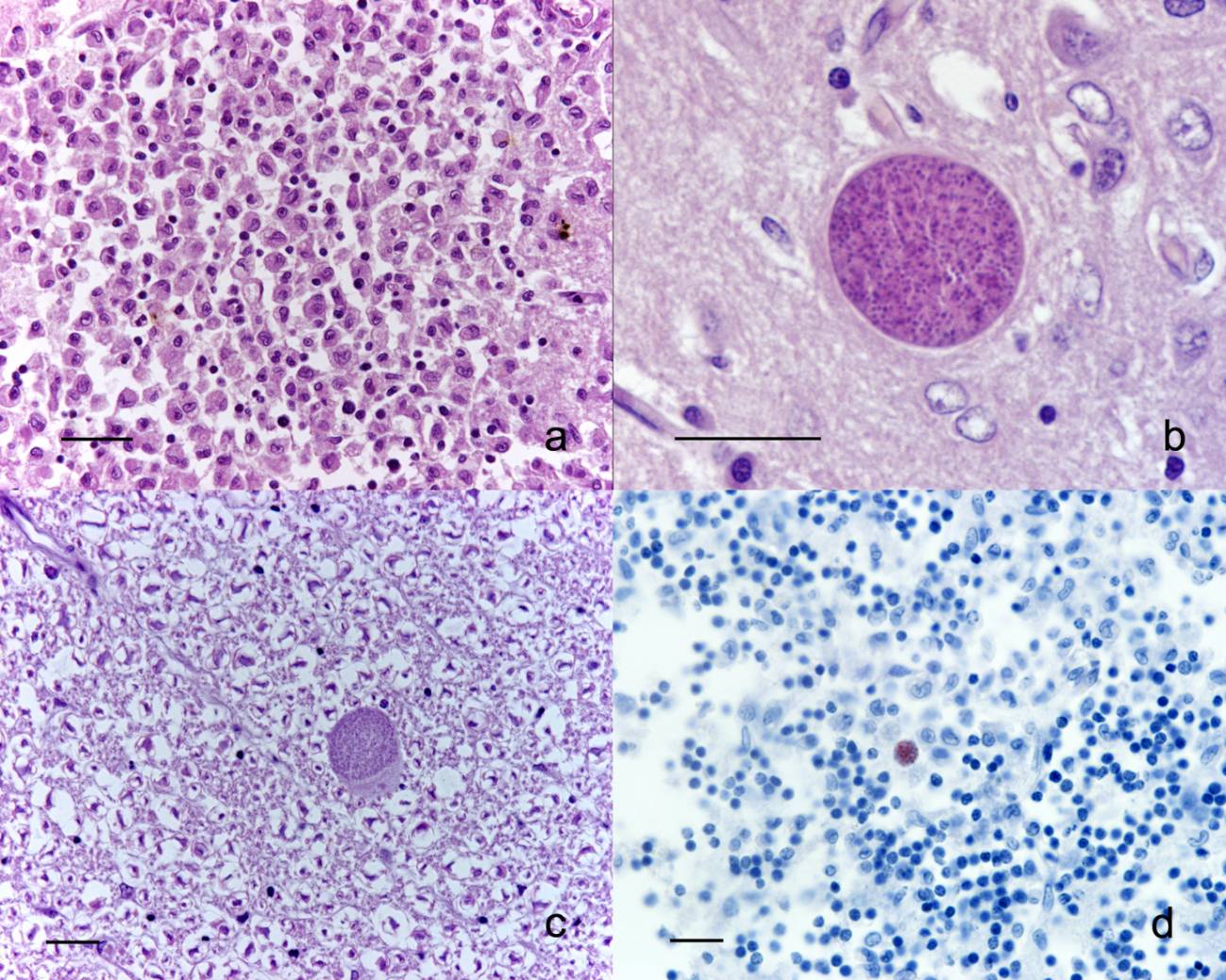 Describen por primera vez a nivel mundial un caso de toxoplasmosis en un carnívoro de Madagascar