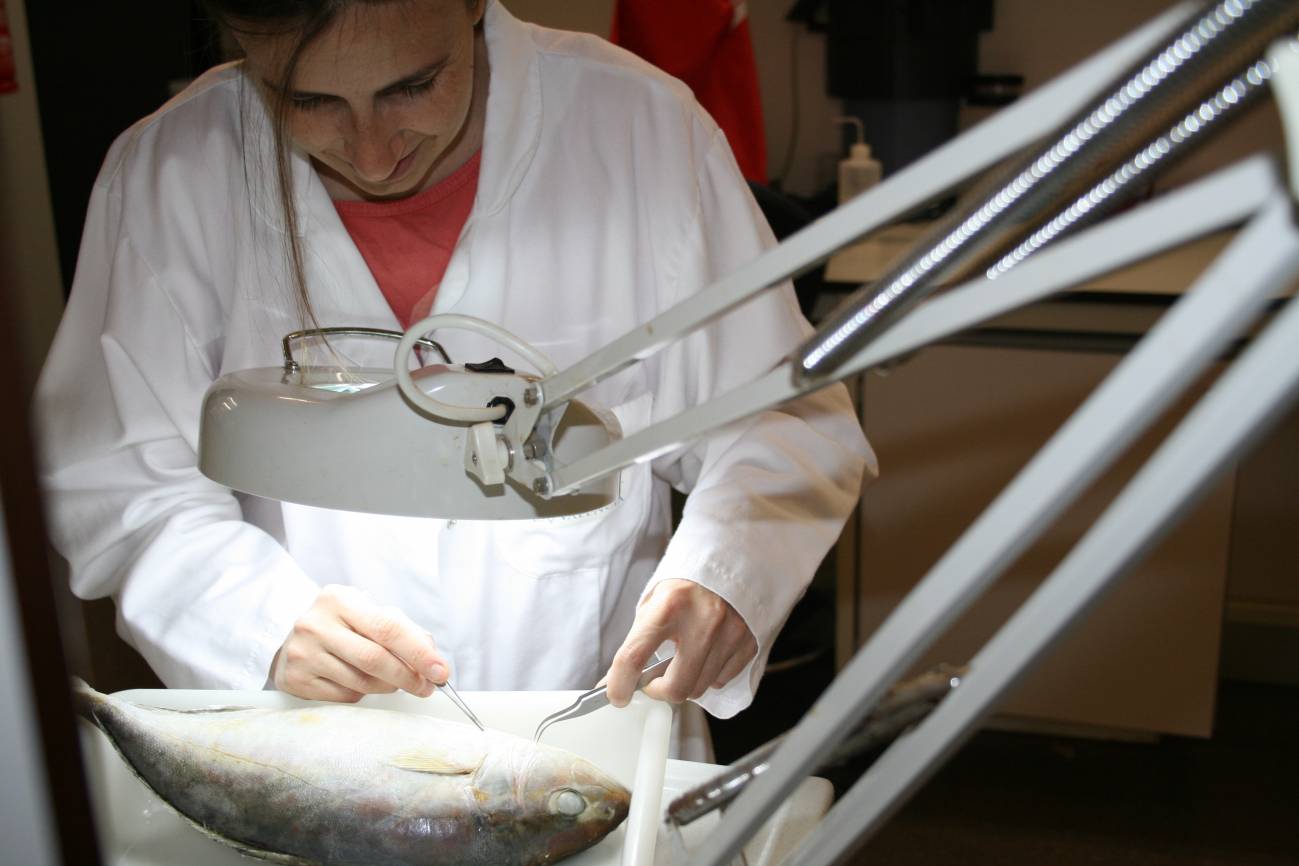 Describen por primera vez una mortandad natural de peces por parásitos en el Mediterráneo 