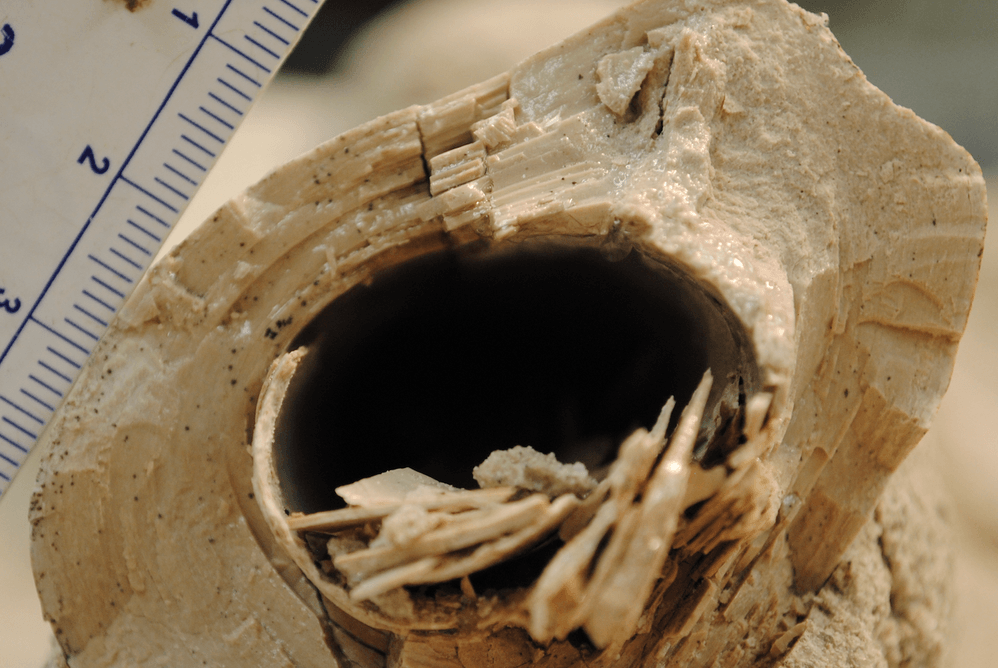 Tibia rota de un dinosaurio carnívoro