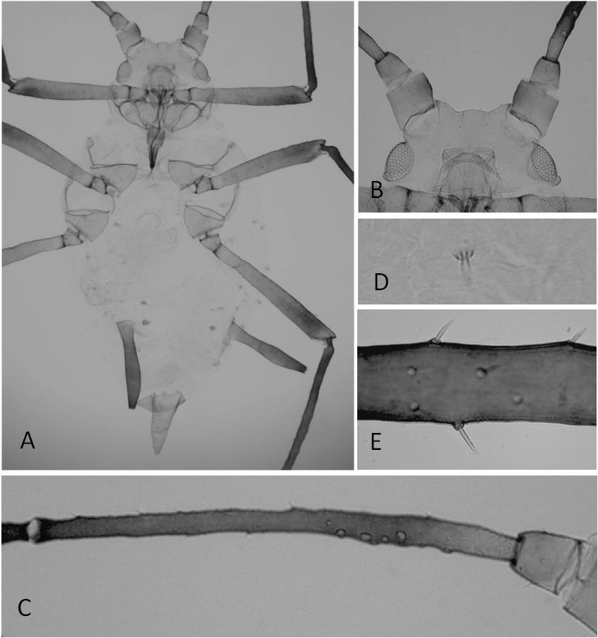 El Grupo de Afidología de la Universidad de León ha publicado el trabajo en la revista ‘Florida Entomologist’