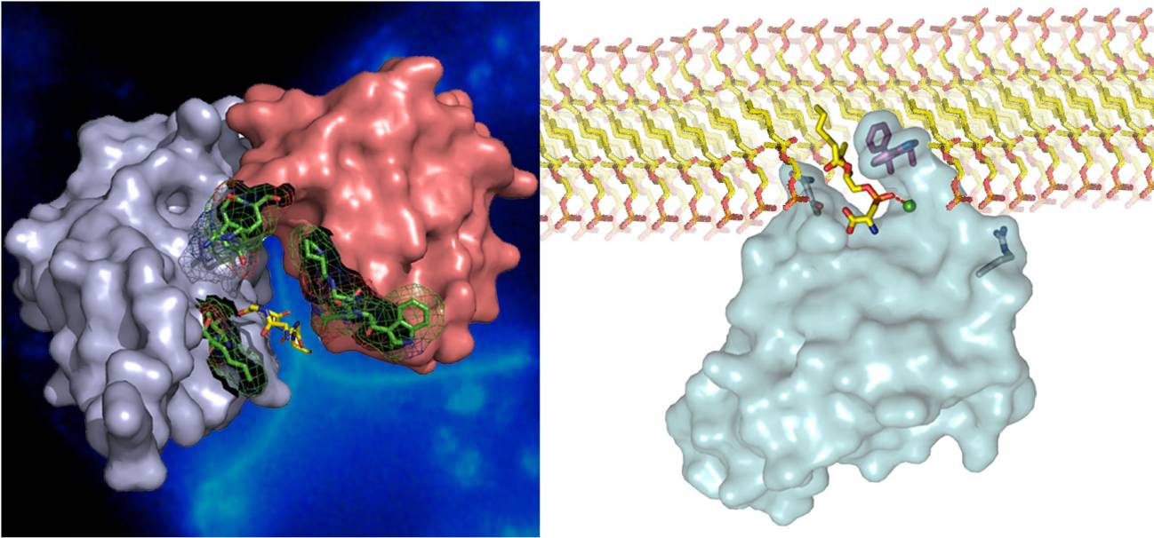 proteínas asma csic