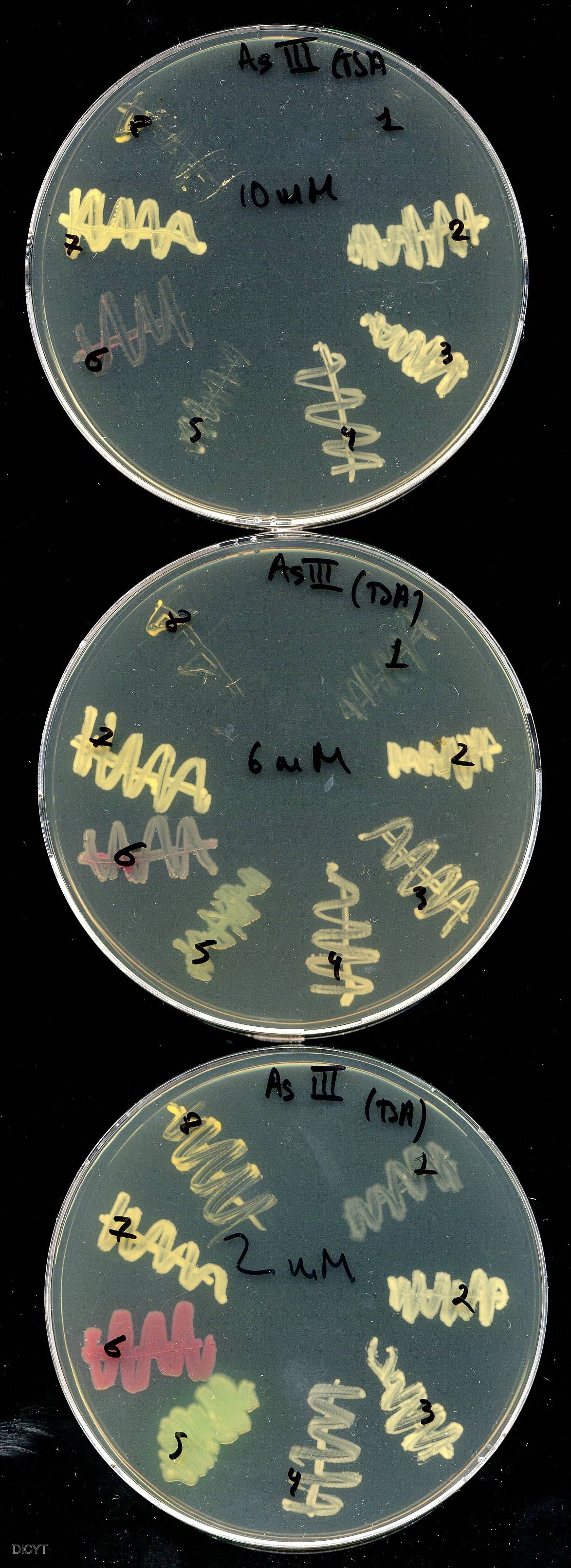 Descrita la ruta completa de desintoxicación del arsénico en una corinebacteria