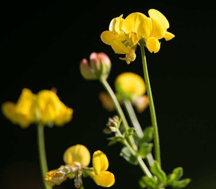 Lotus corniculatus