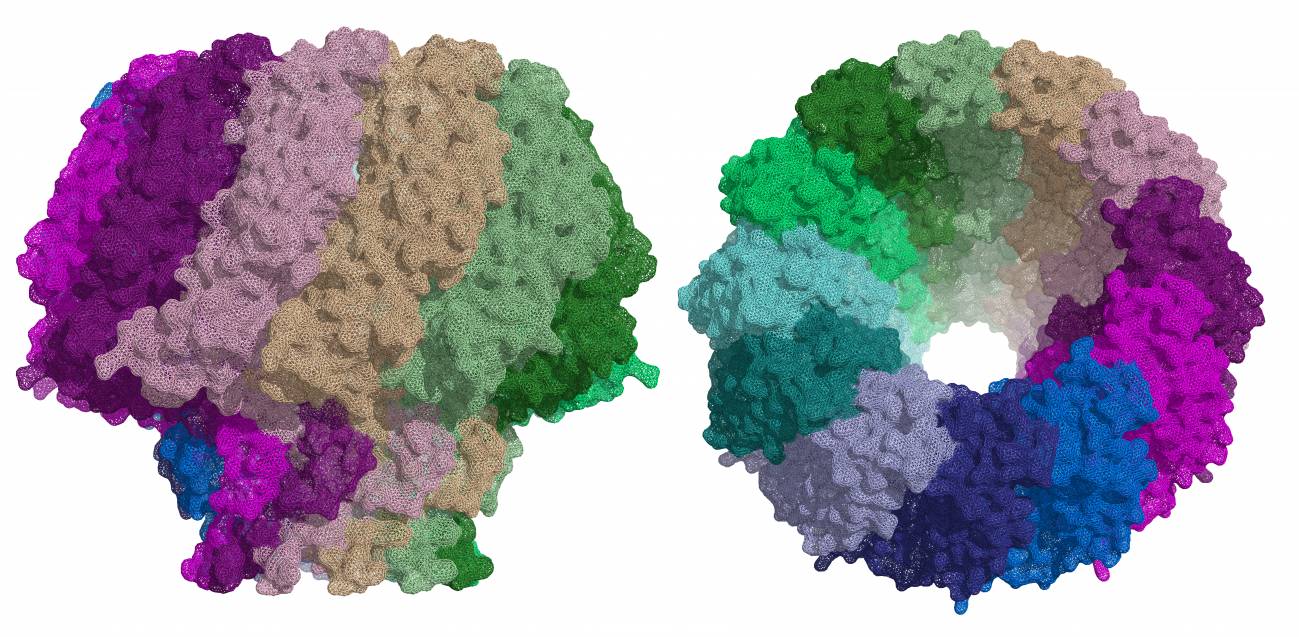 Descrita una proteína esencial para la infección por el virus de Epstein-Barr