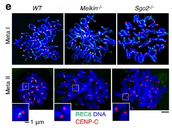 Artículo de la Universidad de Tokio publicado en 'Nature' en colaboración con el Centro de Investigación del Cáncer de Salamanca