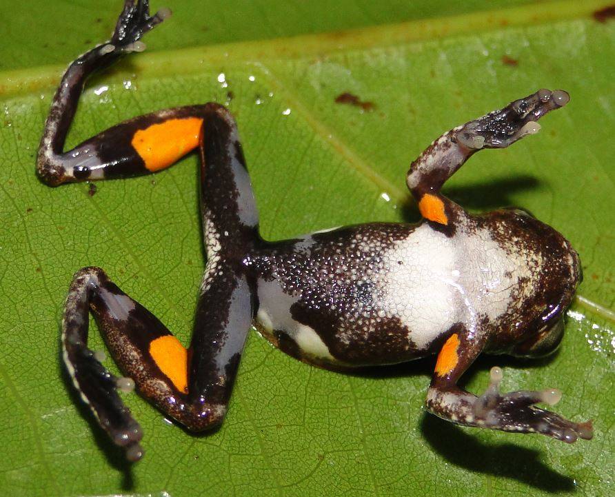 Descubierta la rana Stanley Kubrick, la naranja mecánica de la naturaleza