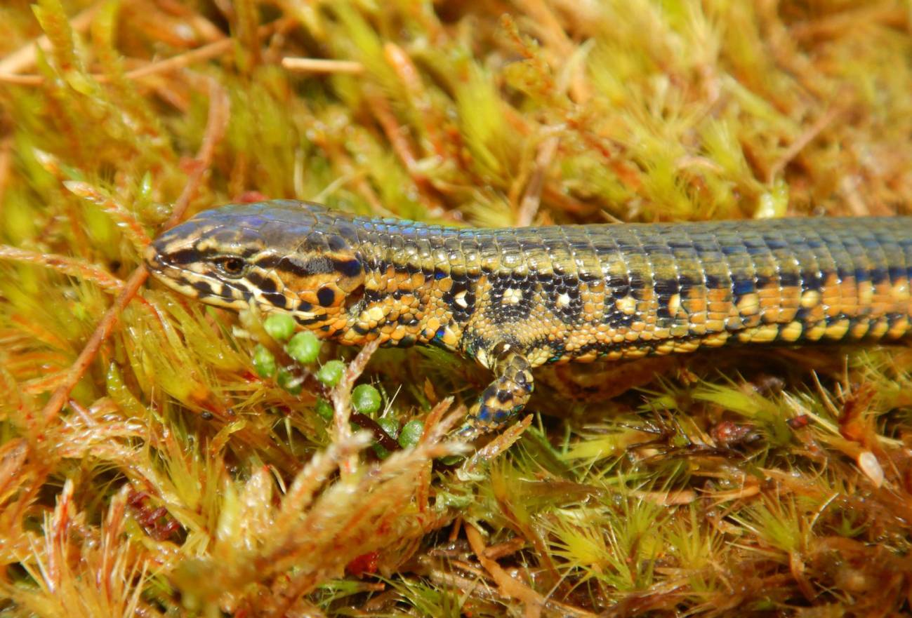 lagarto hallado en los Andes peruanos