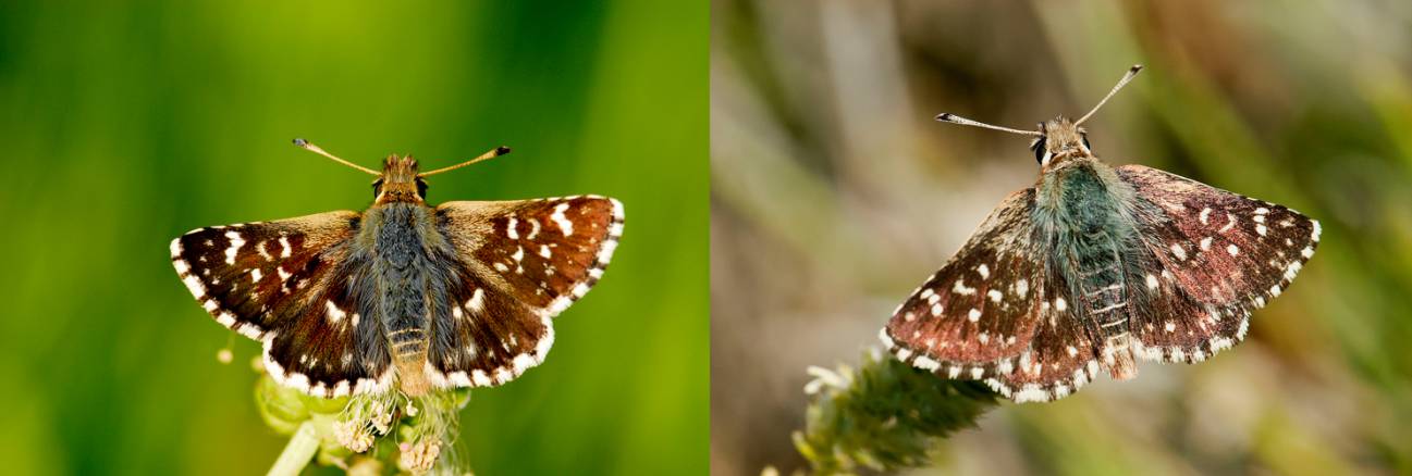 Descubierta una nueva especie de mariposa ibérica