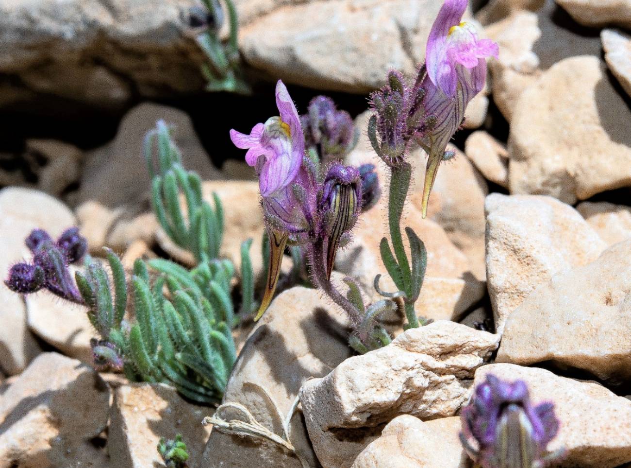 Flores silvestres de alta montaña en la sierra de Granada