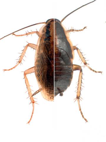 Descubierto el factor clave que induce y controla la metamorfosis de los insectos