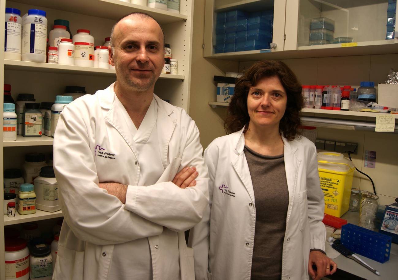 Descubierto el gen causante de una forma dominante de la distrofia muscular de cinturas 