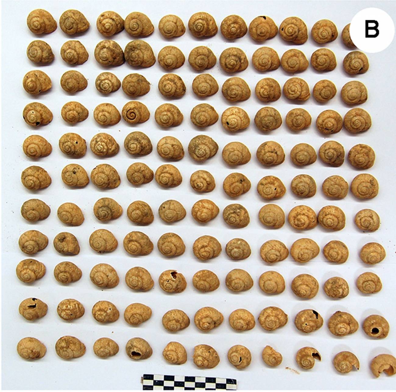 Caracoles terrestres
