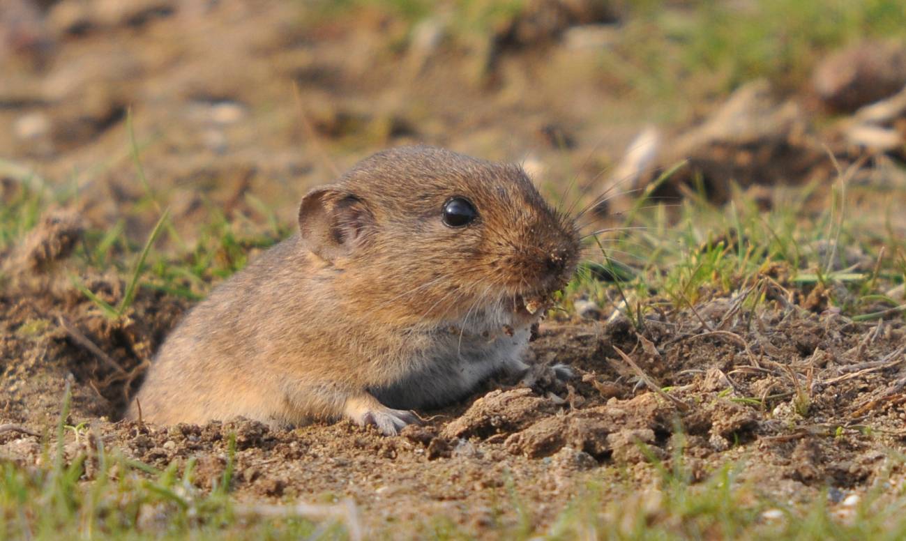 nuevo género y especie de roedor