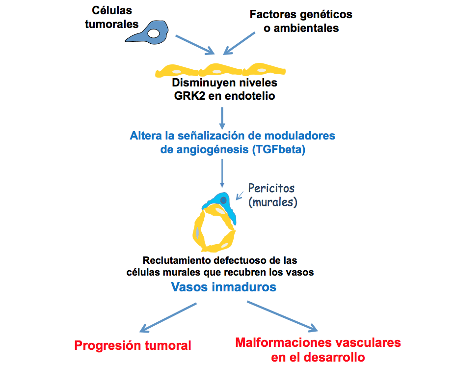 Descubierto un factor clave en la vascularización de los tumores