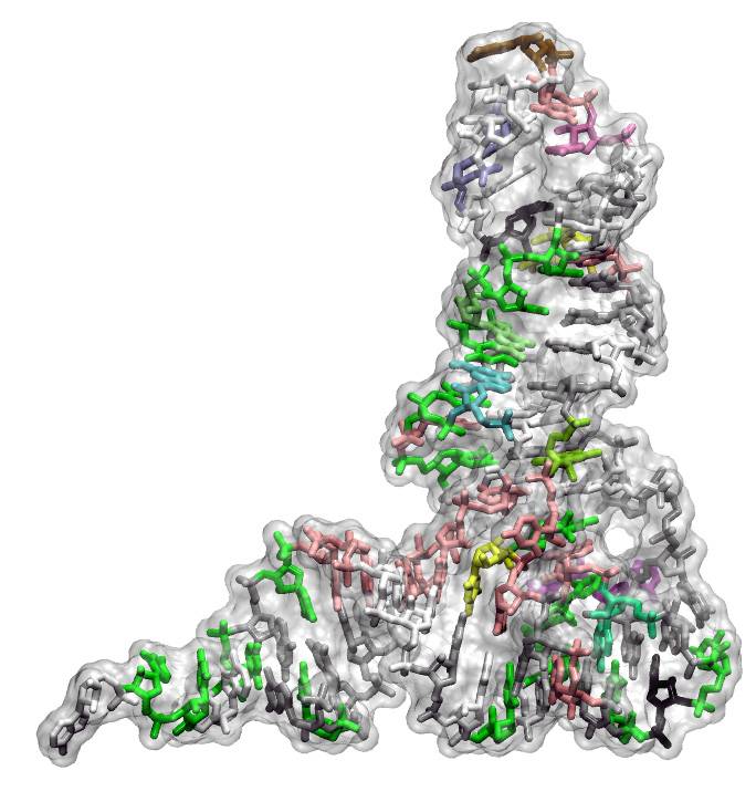 Molécua de tRNA