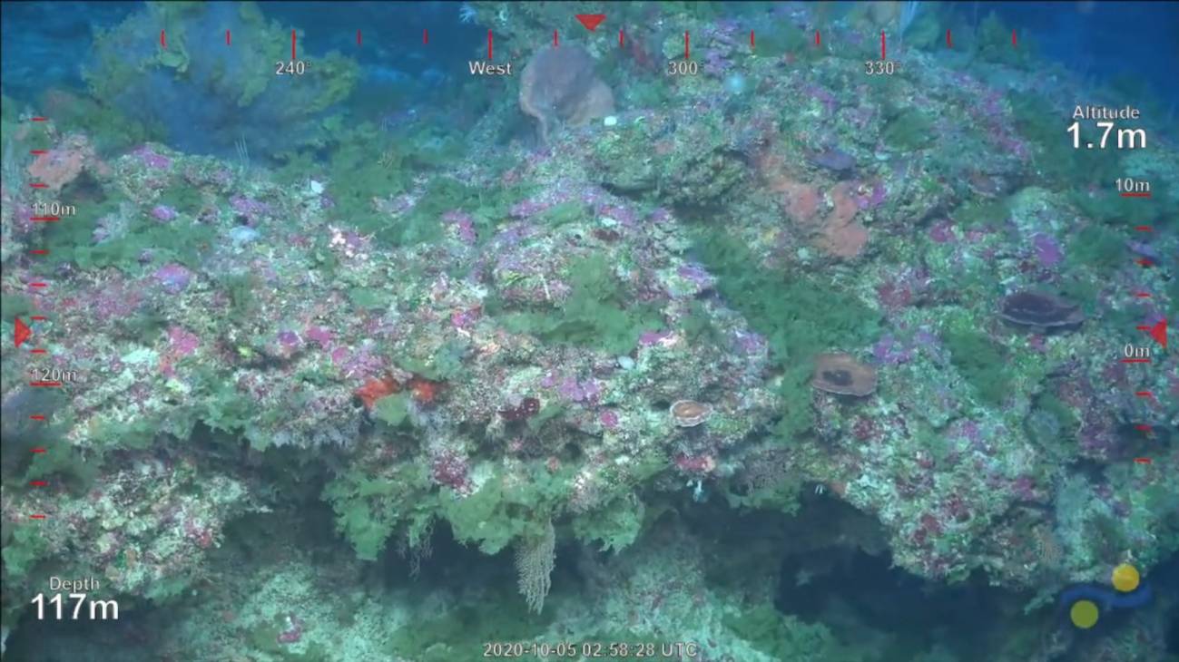 Descubierto un nuevo arrecife de coral en la Gran Barrera de Australia, el primero en 120 años